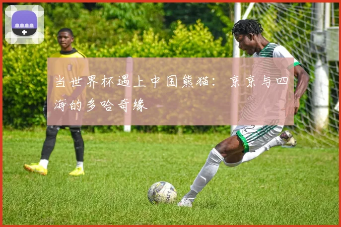 当世界杯遇上中国熊猫:京京与四海的多哈奇缘